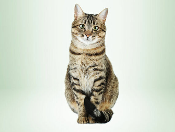 Magen-Darm-Infekt bei Katzen