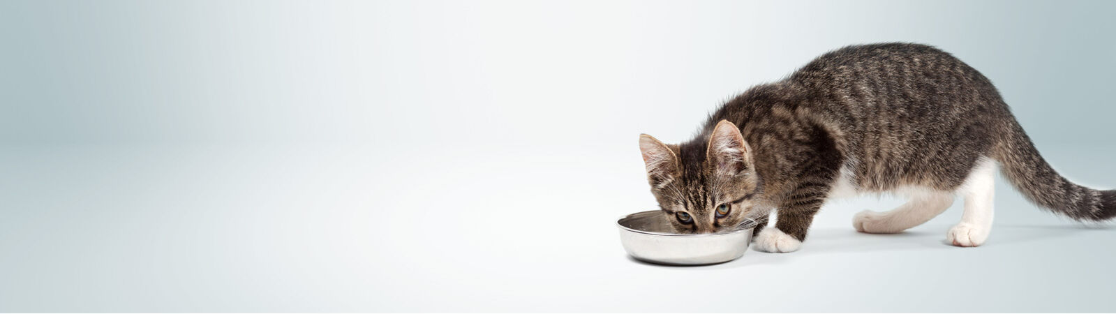 Eine Katze trinkt viel Wasser aus einem Napf.