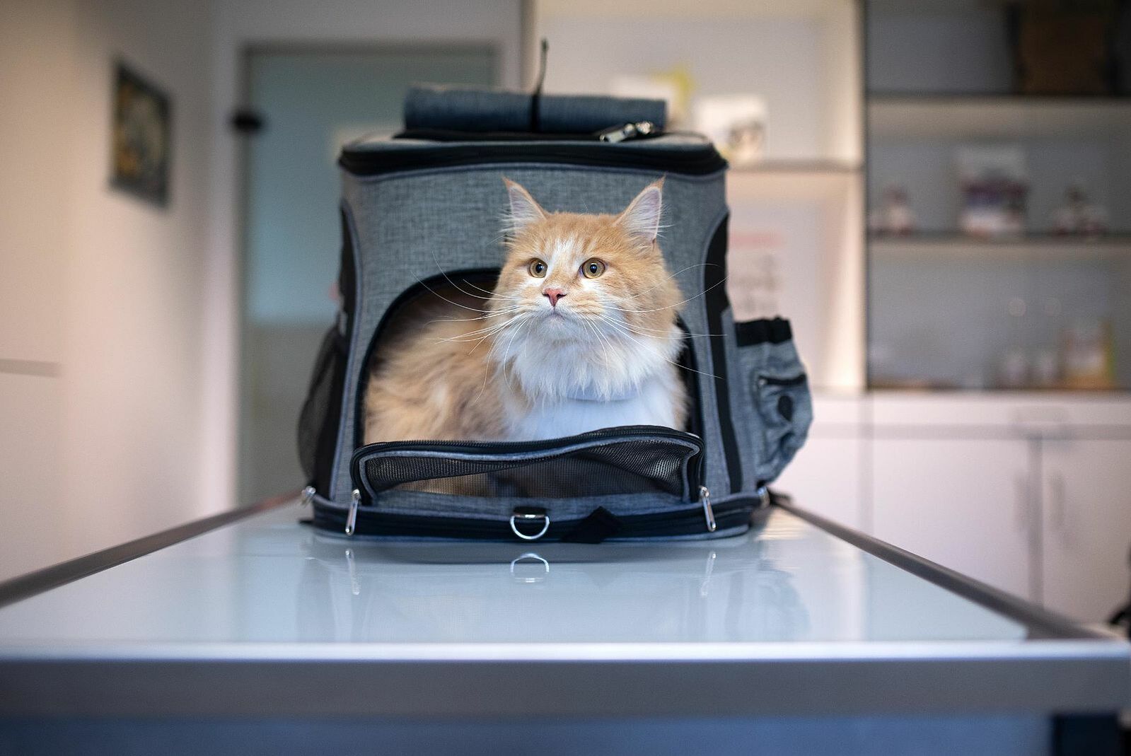 Eine Katze schaut vorsichtig aus ihrem Transportkorb.
