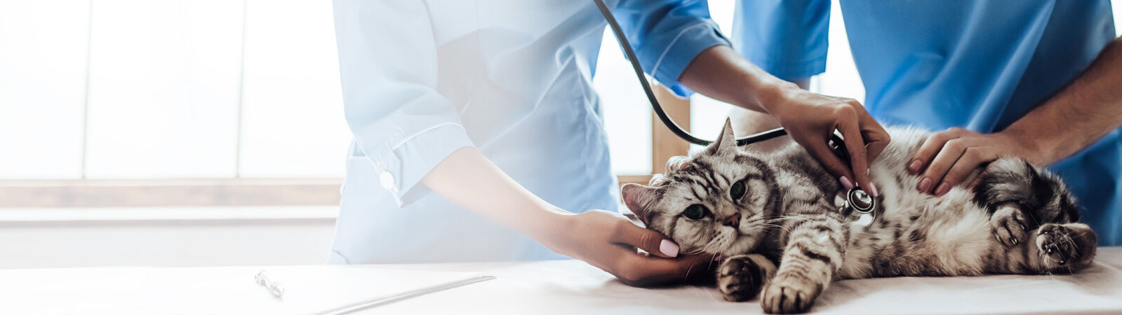 Katze wird beim Tierarzt auf Erkrankungen untersucht.