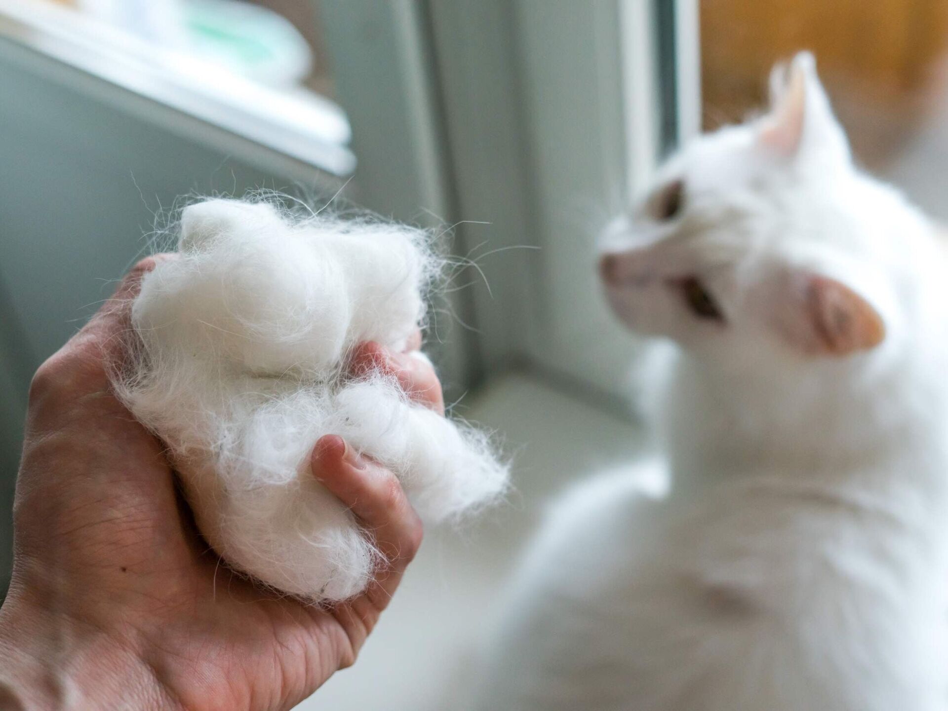 Haarballen bei Katzen