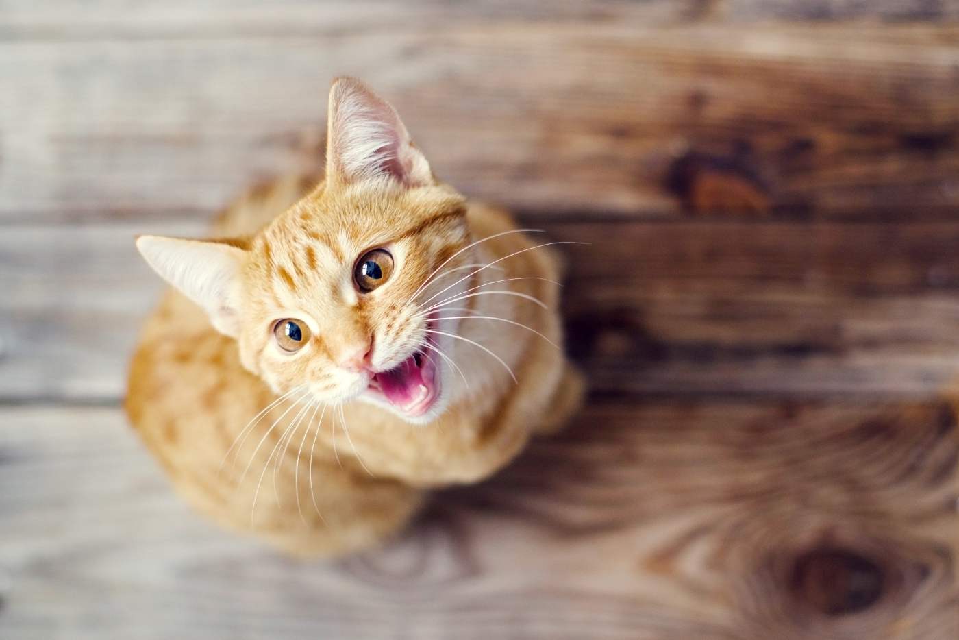 Katzengeräusche: Das will Ihr Tier sagen
